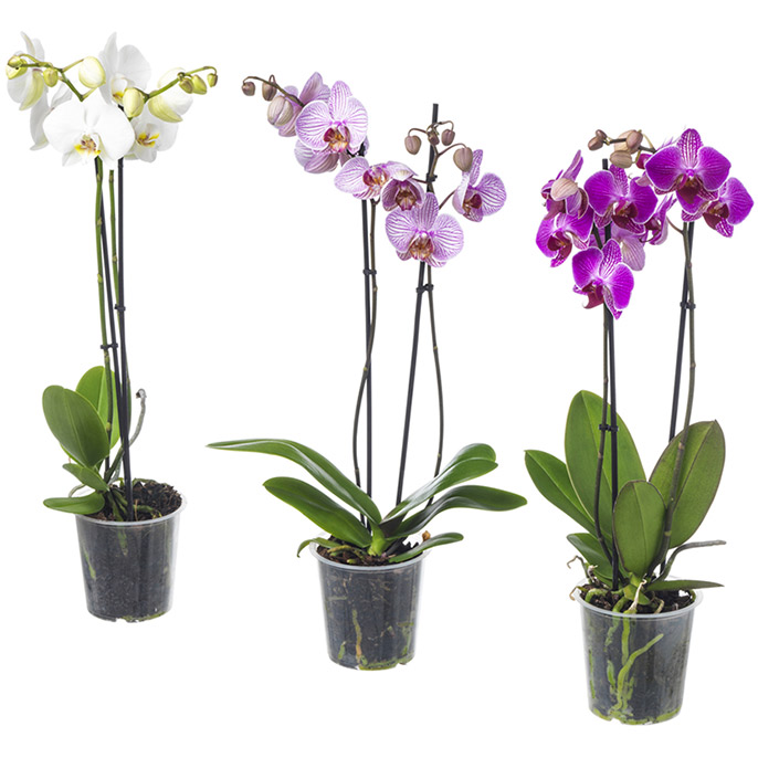 PHALAENOPSIS