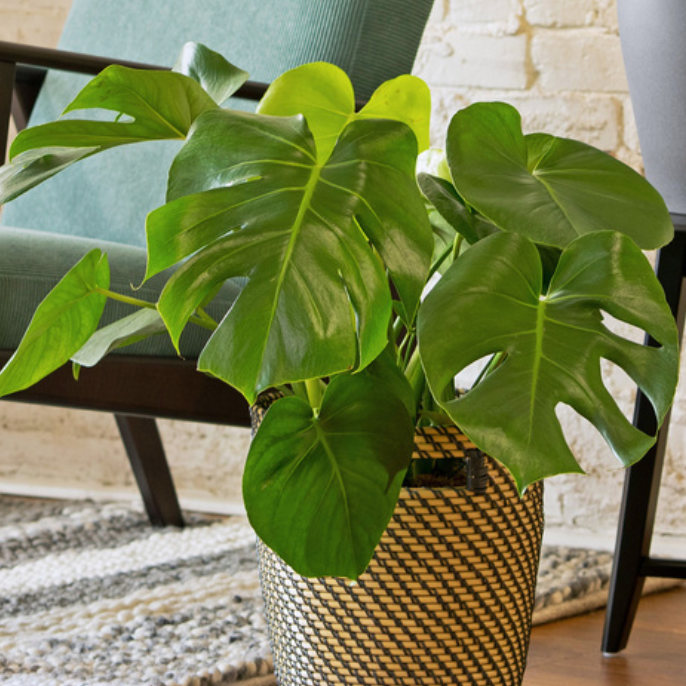 MONSTERA DELICIOSA, rostlina v květináči.