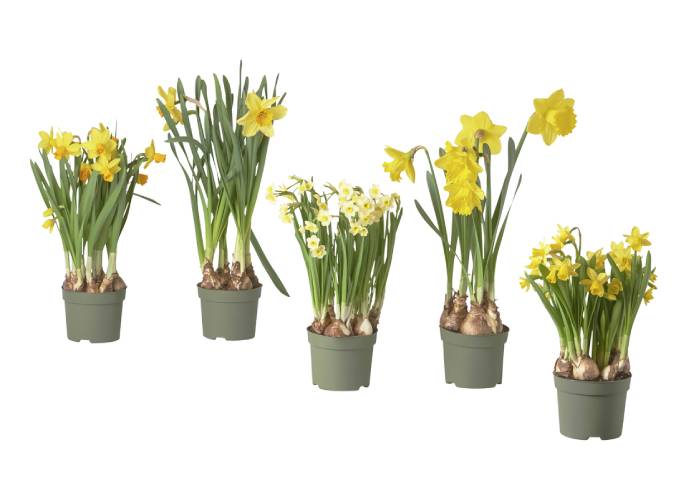 NARCISSUS, rostlina v květináči.