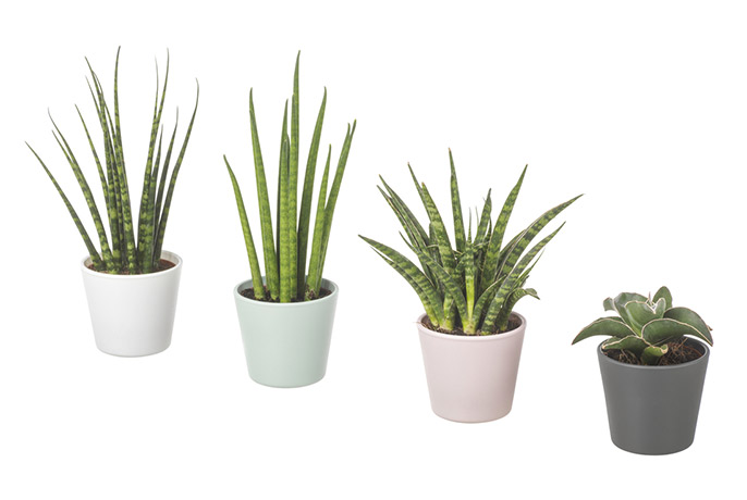SANSEVIERIA, rostlina v květináči.