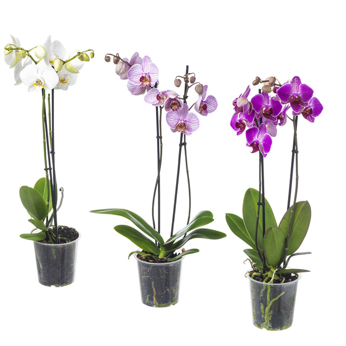 PHALAENOPSIS, rostlina.