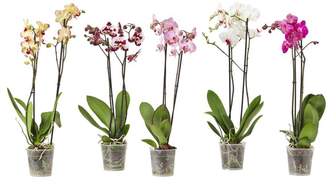 PHALAENOPSIS, rostlina v květináči.