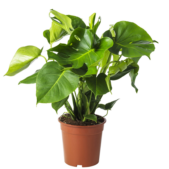 MONSTERA, rostlina.