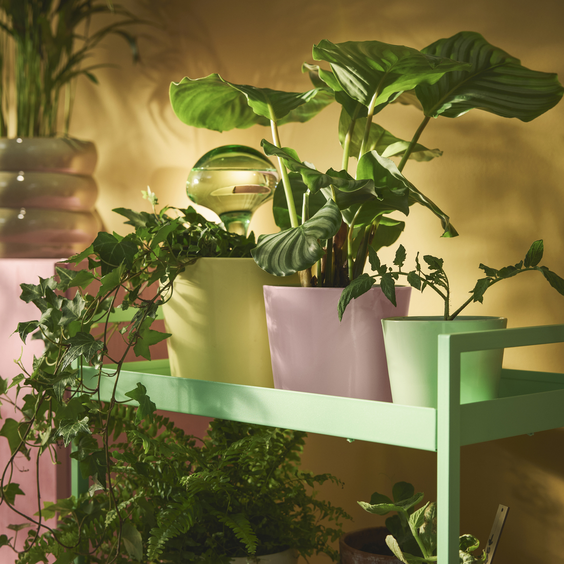 SOJABÖNA, květináč.