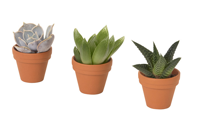 SUCCULENT, rostlina v květináči.