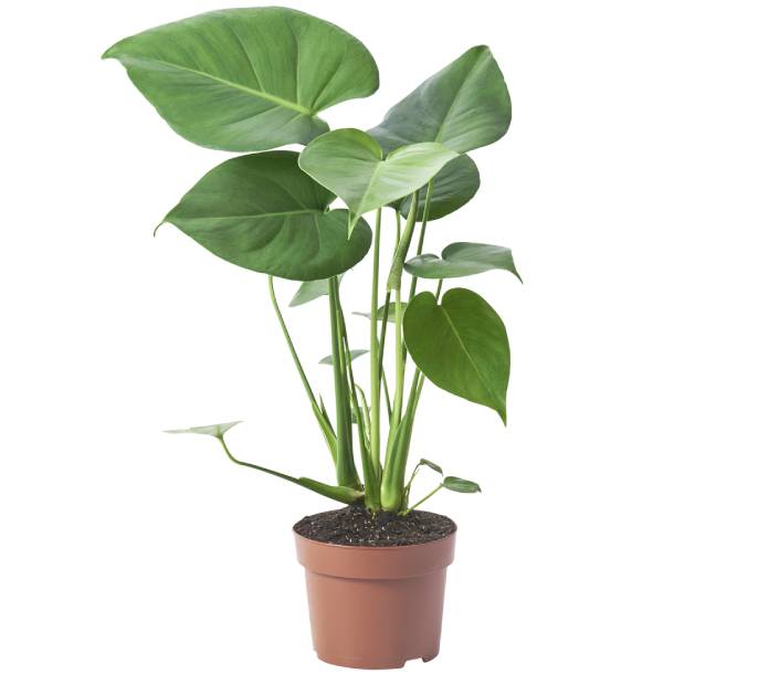 MONSTERA DELICIOSA, rostlina.
