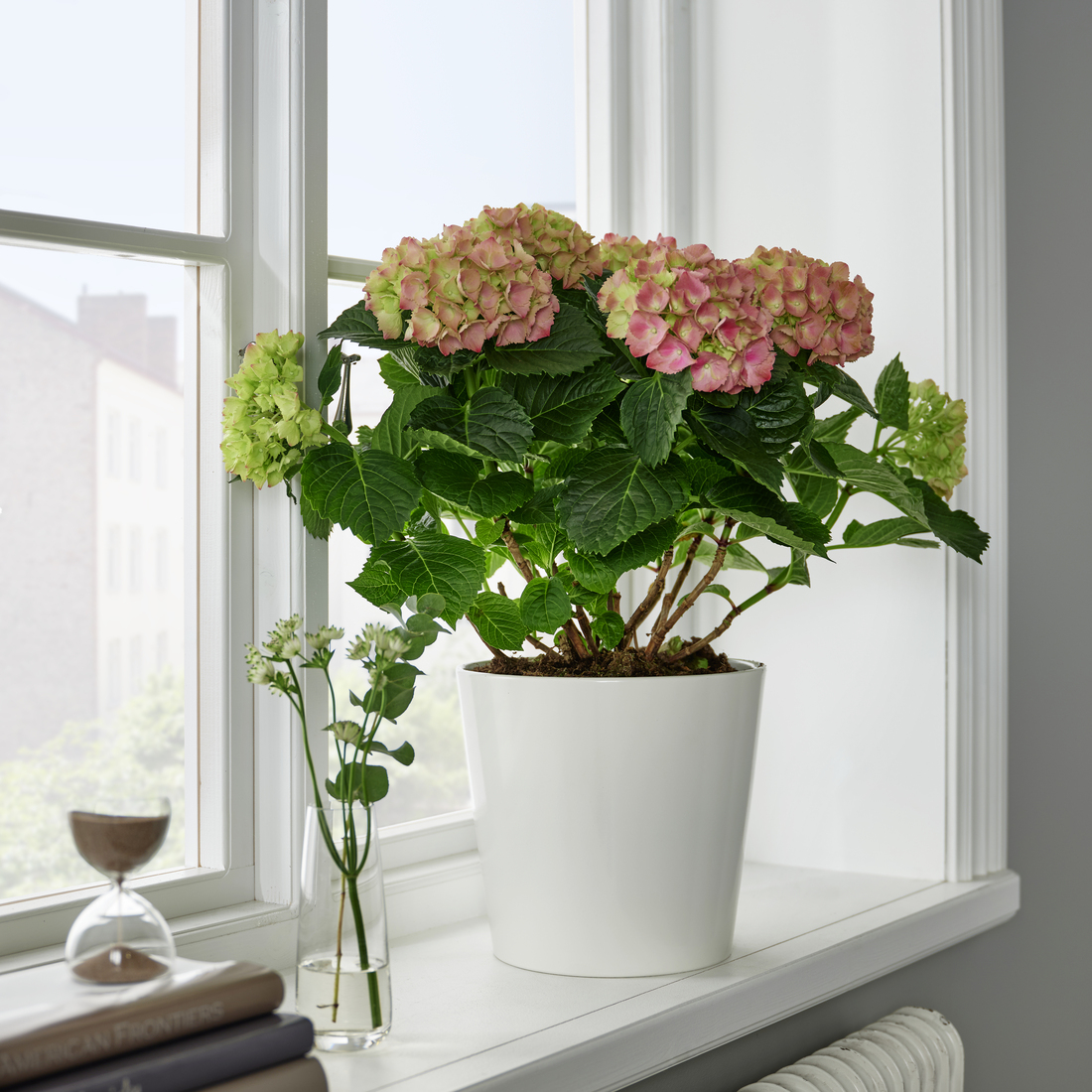 HYDRANGEA MACROPHYLLA, rostlina.