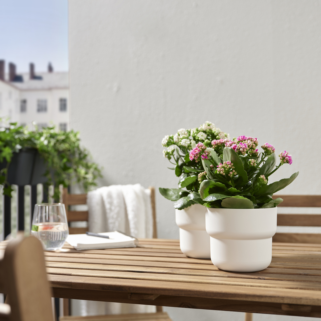 KALANCHOE, rostlina v květináči.