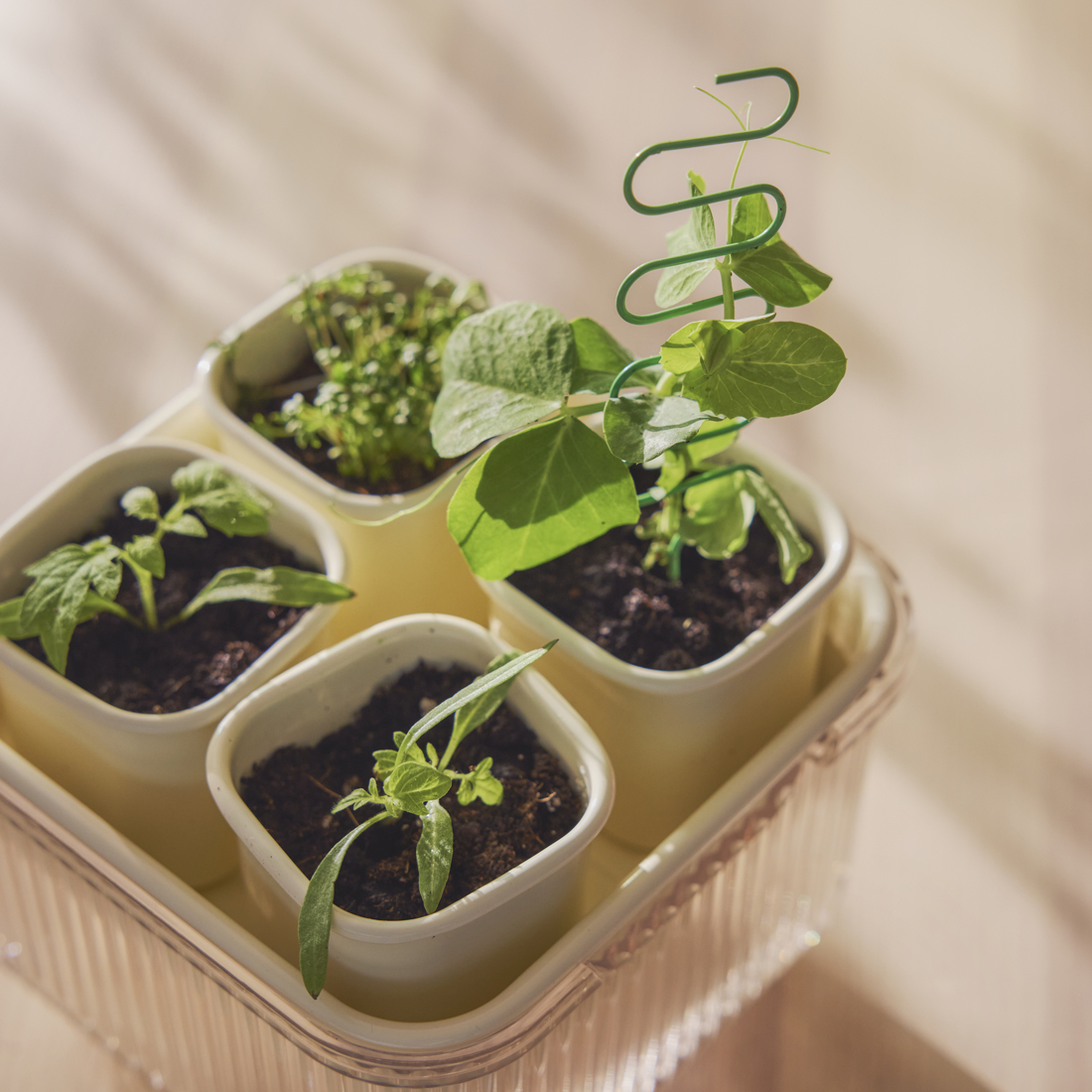 DOFTRIPS, sada na pěstování.