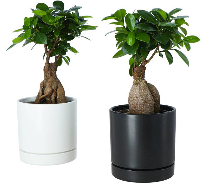 FICUS, rostlina v květináči.