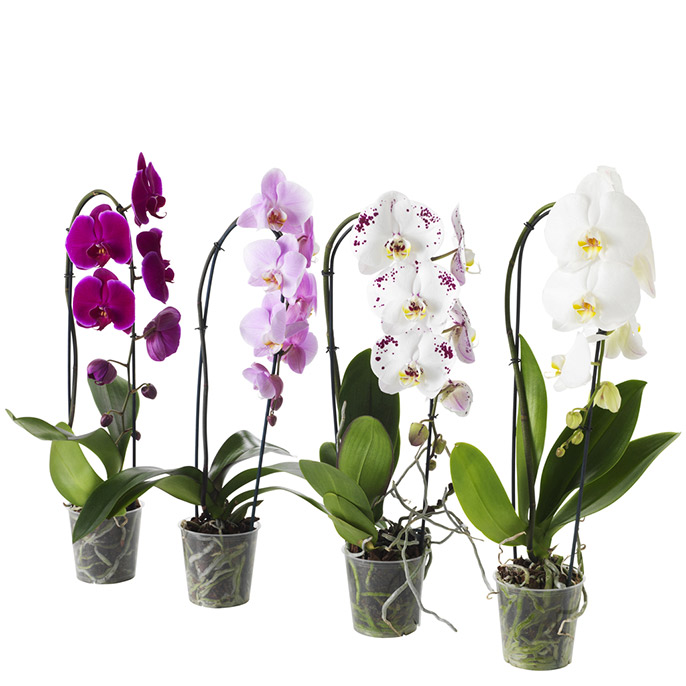PHALAENOPSIS, rostlina.