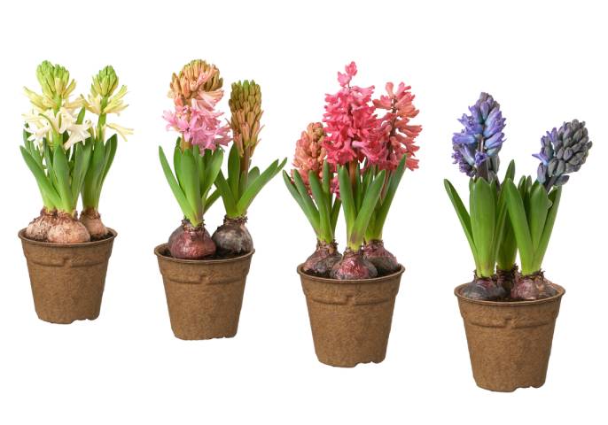 HYACINTHUS, hrnková rostlina.