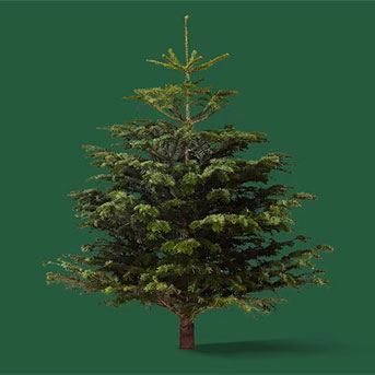 Živé vánoční stromky