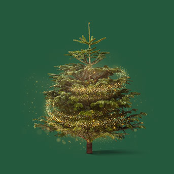 Živé vánoční stromky