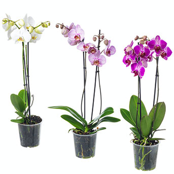 PHALAENOPSIS, rostlina, orchidea.